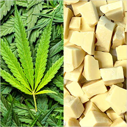 Hemp Seed Oil And Cocoa Butter Image